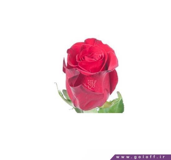 گل طبیعی - گل رز هلندی فریدم - Rose | گل آف